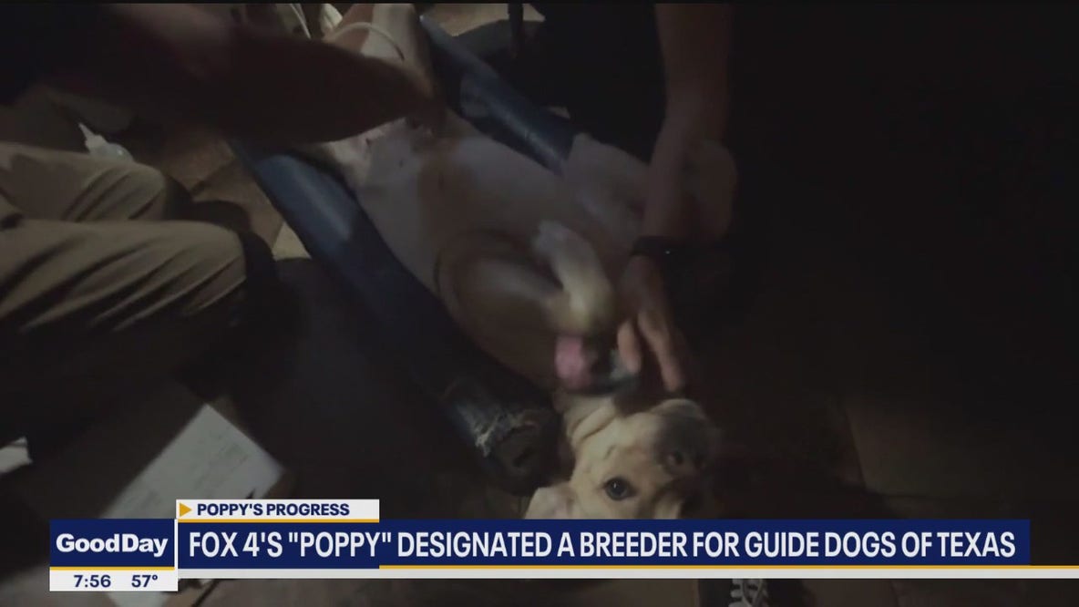 Poppy is pregnant! Official Guide Dogs of Texas breeder